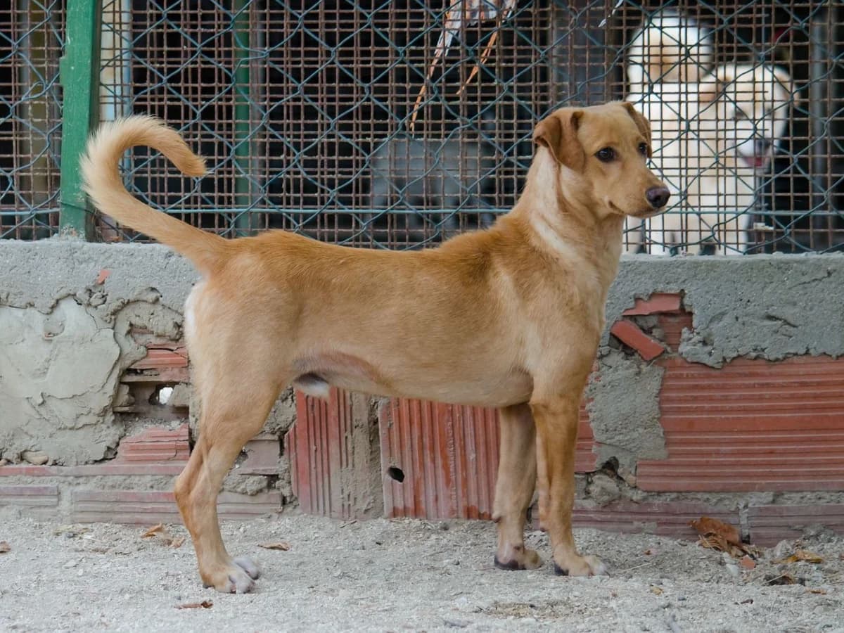 cooper,  Mixed Breed for adoption at HOPE 4 FRIENDS e.V. — photo 6 of 11
