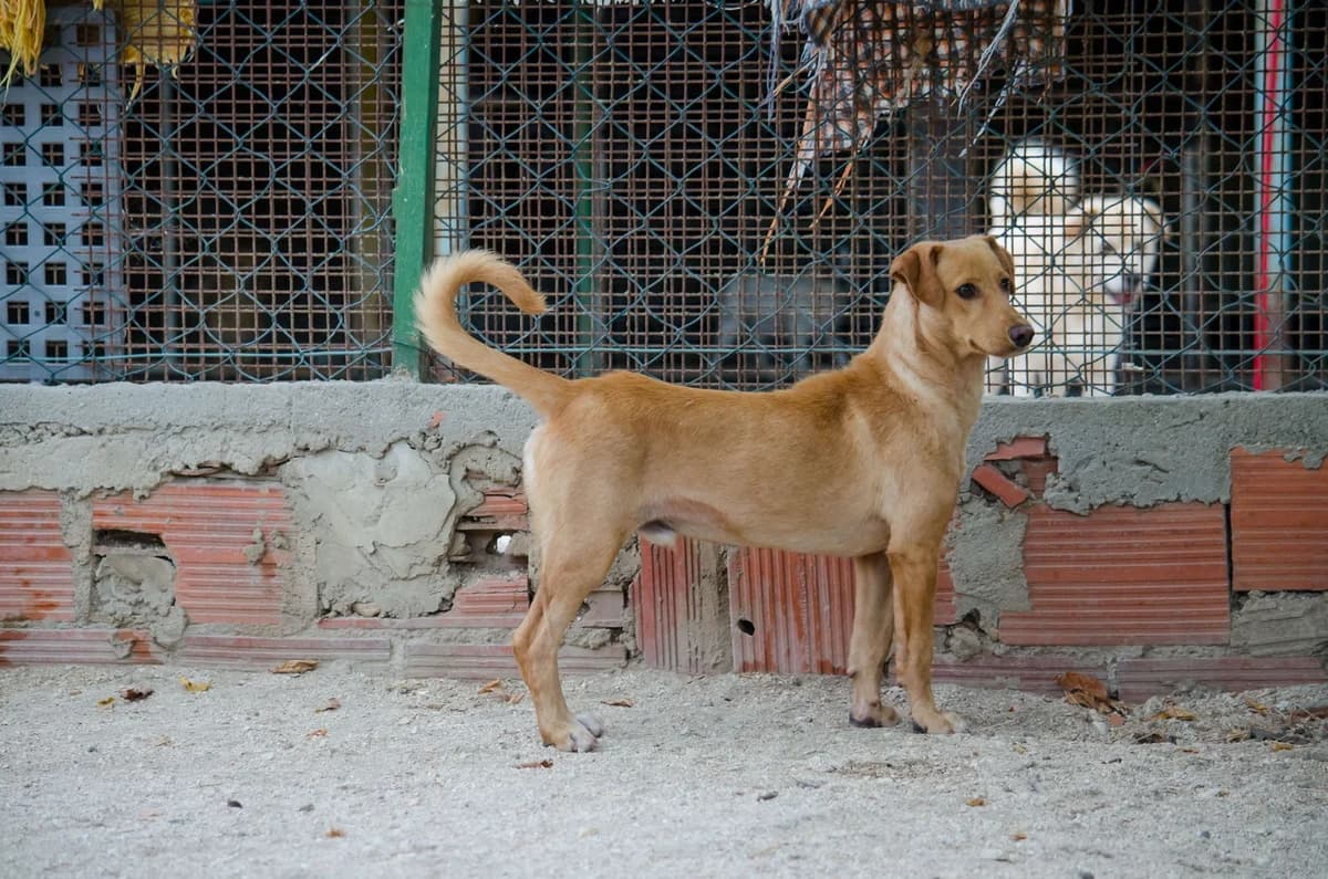 cooper,  Mixed Breed for adoption at HOPE 4 FRIENDS e.V. — photo 7 of 11