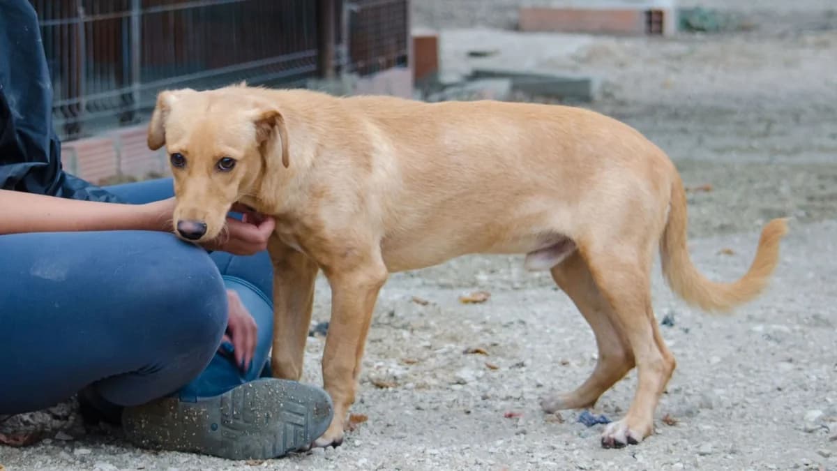 cooper,  Mixed Breed for adoption at HOPE 4 FRIENDS e.V. — photo 8 of 11
