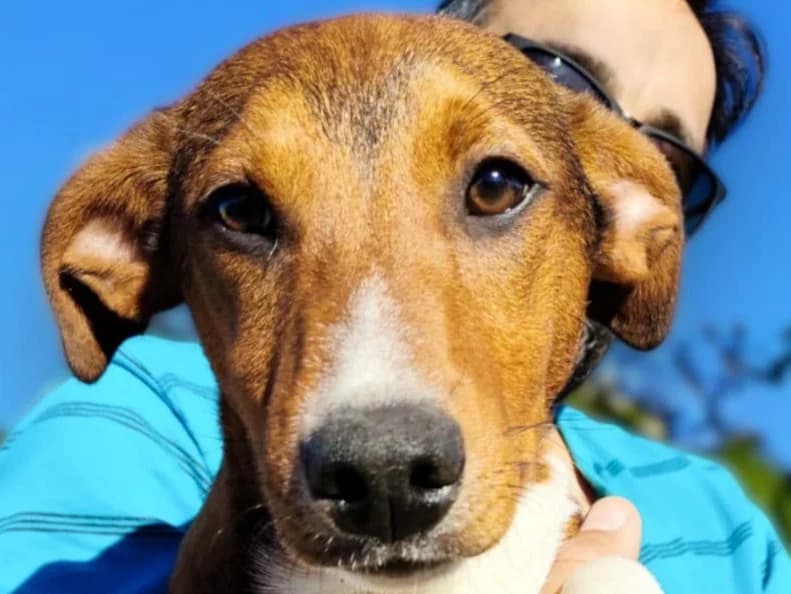 jax,  young Mixed Breed for adoption at HOPE 4 FRIENDS e.V., Sulzfeld