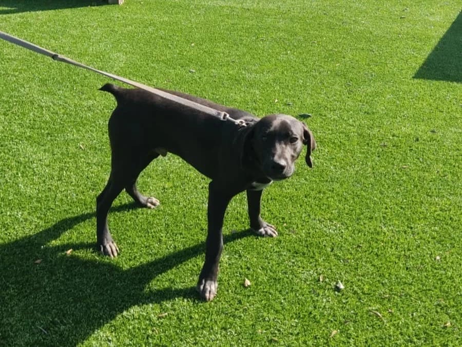 bruno,  Mixed Breed for adoption at HOPE 4 FRIENDS e.V. — photo 2 of 6