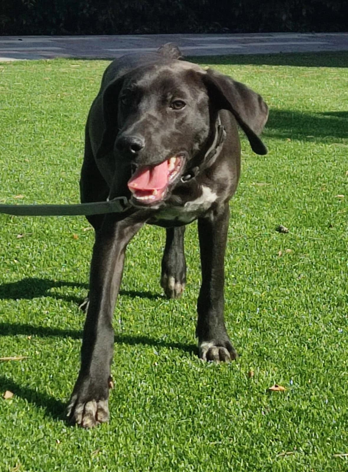 bruno,  Mixed Breed for adoption at HOPE 4 FRIENDS e.V. — photo 3 of 6