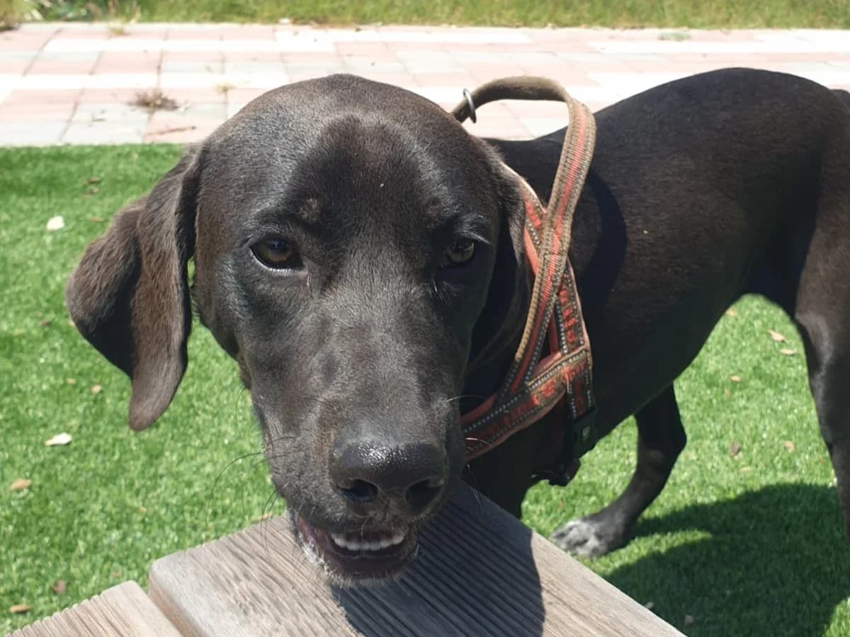 bruno,  Mixed Breed for adoption at HOPE 4 FRIENDS e.V. — photo 4 of 6