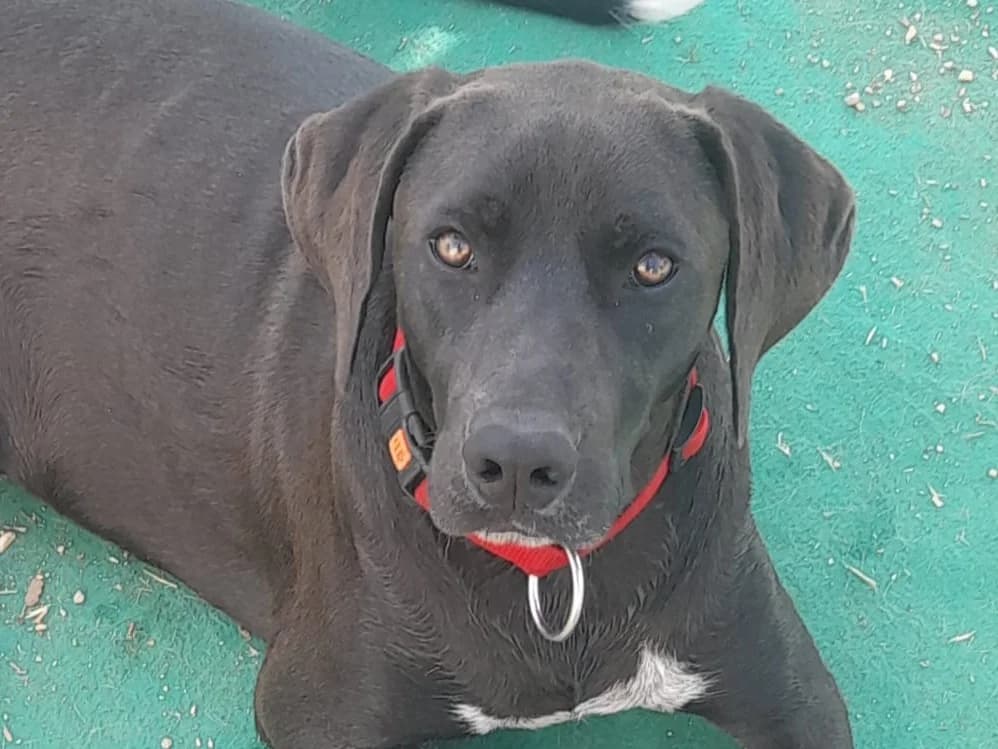 bruno,  Mixed Breed for adoption at HOPE 4 FRIENDS e.V. — photo 5 of 6