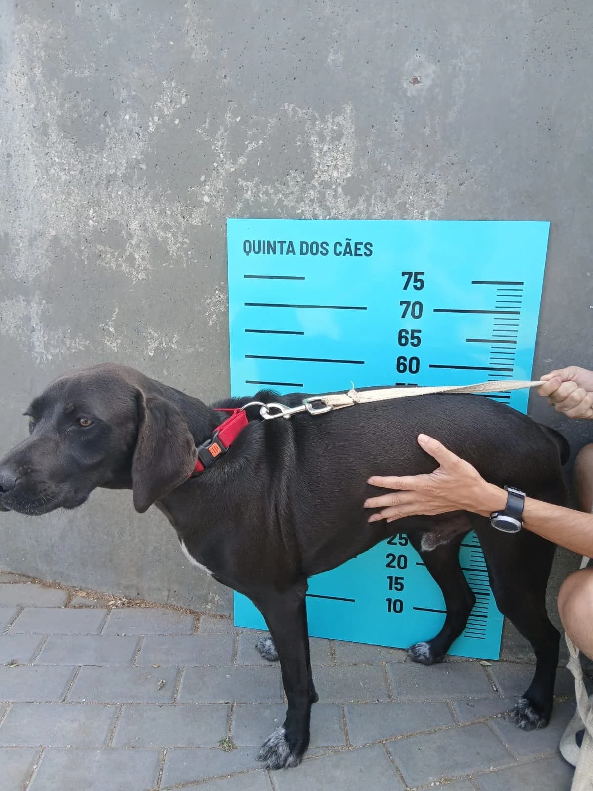 bruno,  Mixed Breed for adoption at HOPE 4 FRIENDS e.V. — photo 6 of 6