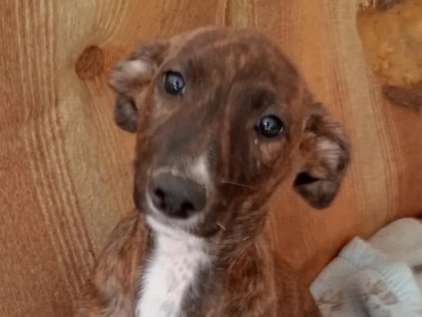 kika,  young Mixed Breed for adoption at HOPE 4 FRIENDS e.V., Sulzfeld