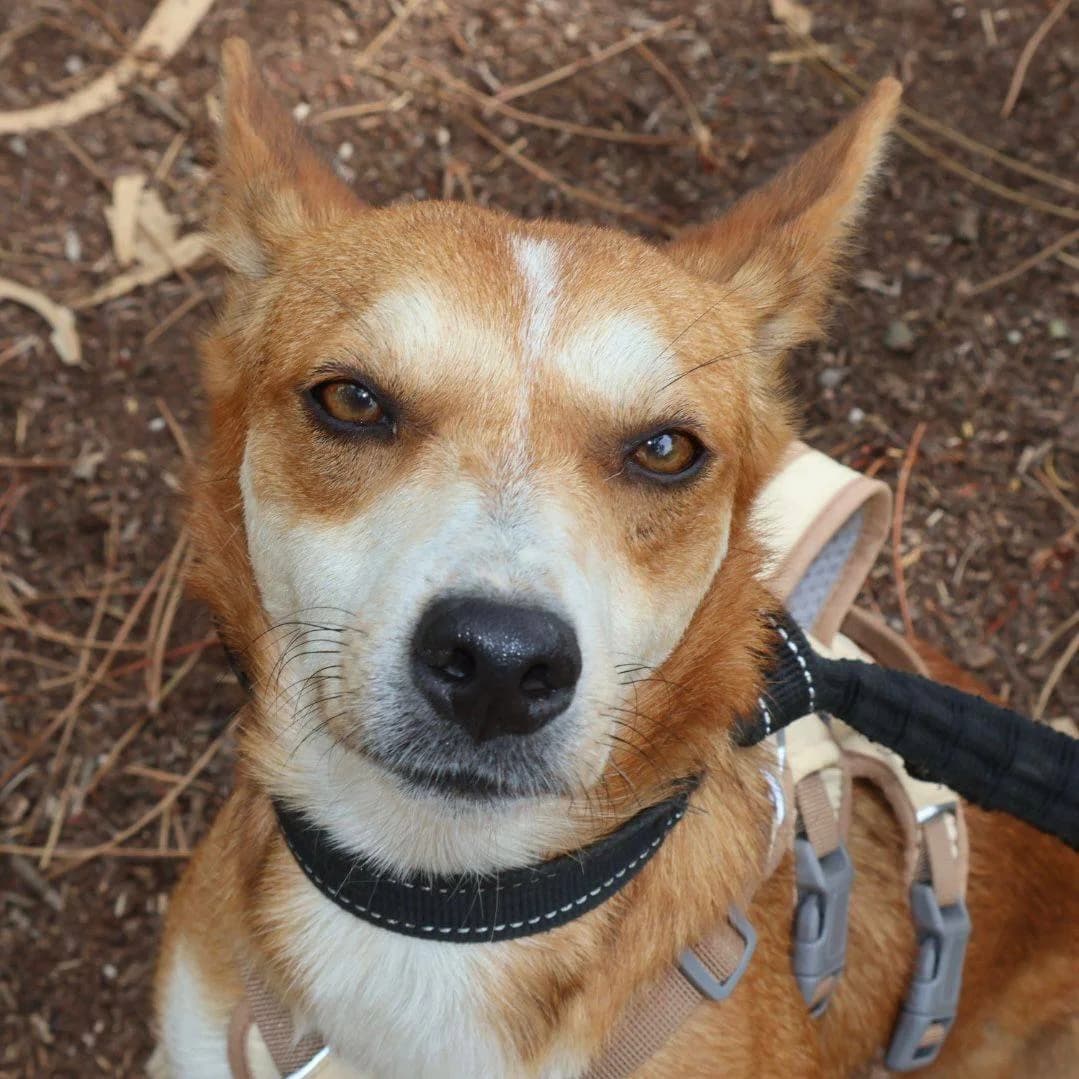 fly,  Mixed Breed for adoption at HOPE 4 FRIENDS e.V.