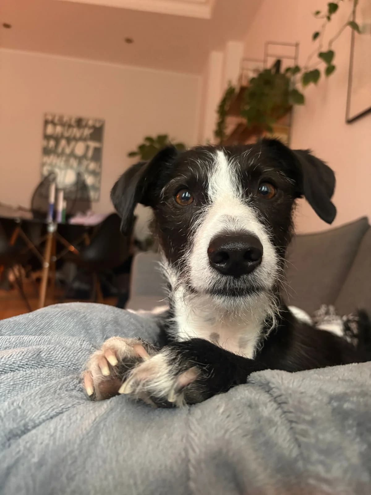 fynn,  Mixed Breed for adoption at HOPE 4 FRIENDS e.V.