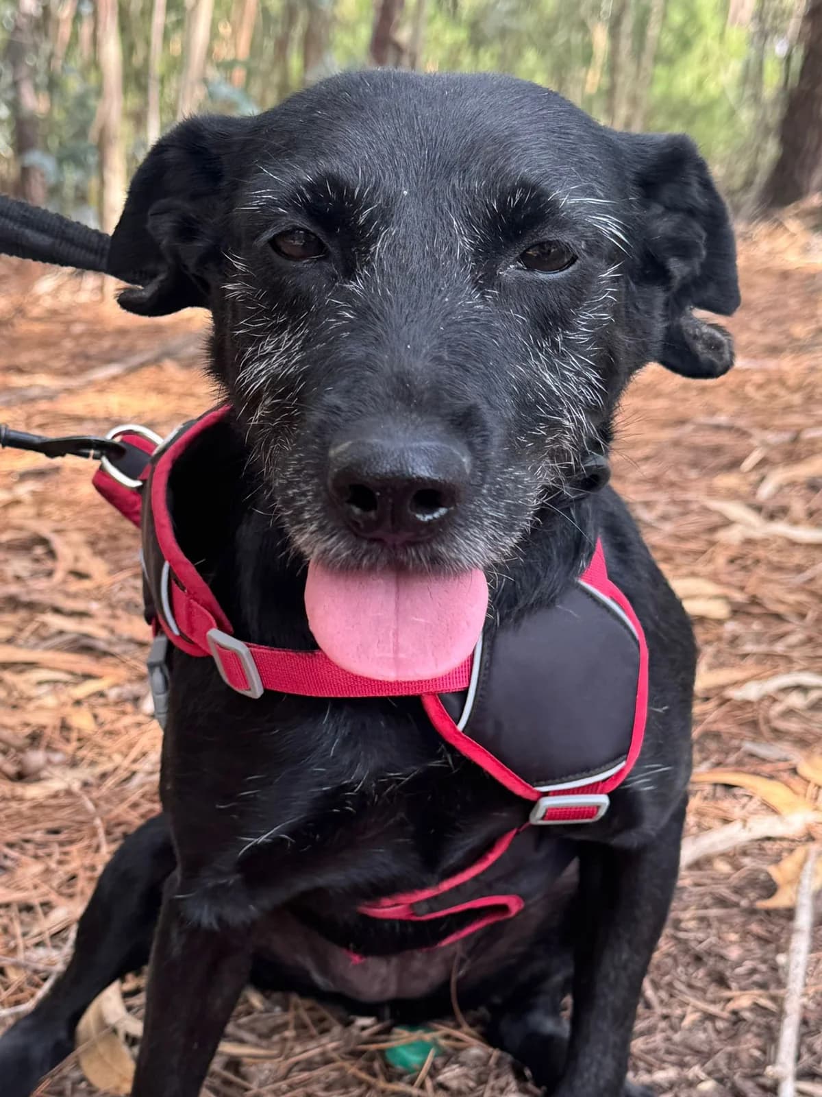 coockie,  6yo Mixed Breed for adoption at HOPE 4 FRIENDS e.V., Sulzfeld