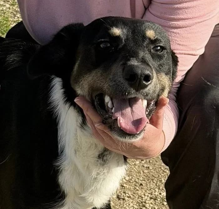 clyde, female puppy Mixed Breed for adoption at HOPE 4 FRIENDS e.V., Sulzfeld