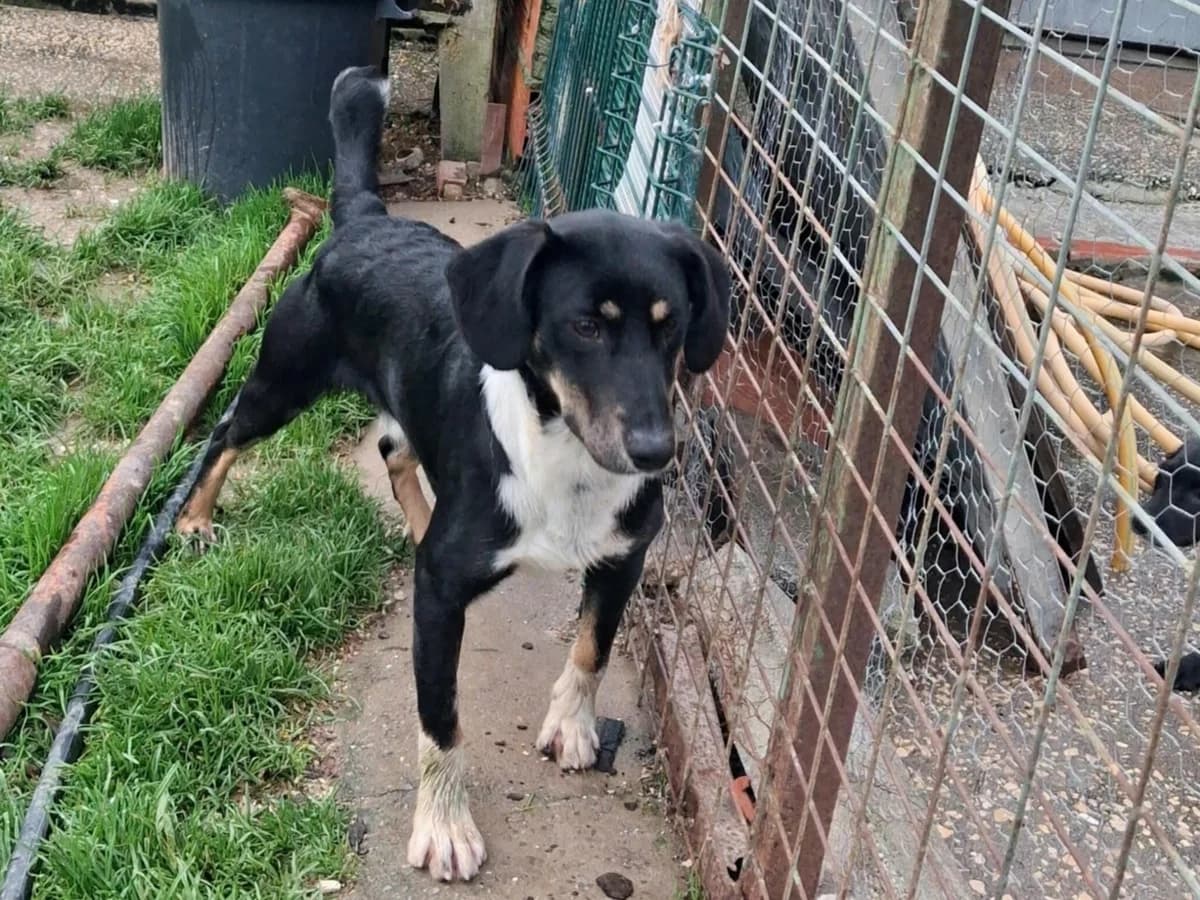 clyde, female Mixed Breed for adoption at HOPE 4 FRIENDS e.V. — photo 2 of 5