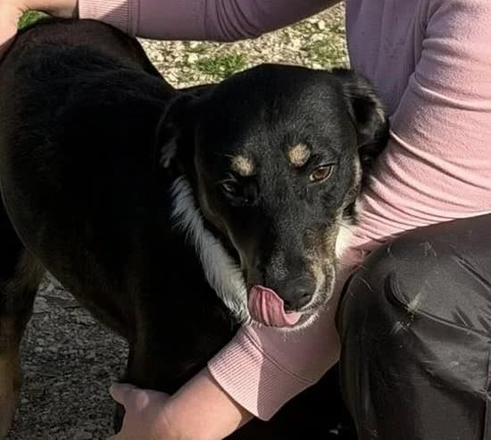 clyde, female Mixed Breed for adoption at HOPE 4 FRIENDS e.V. — photo 3 of 5