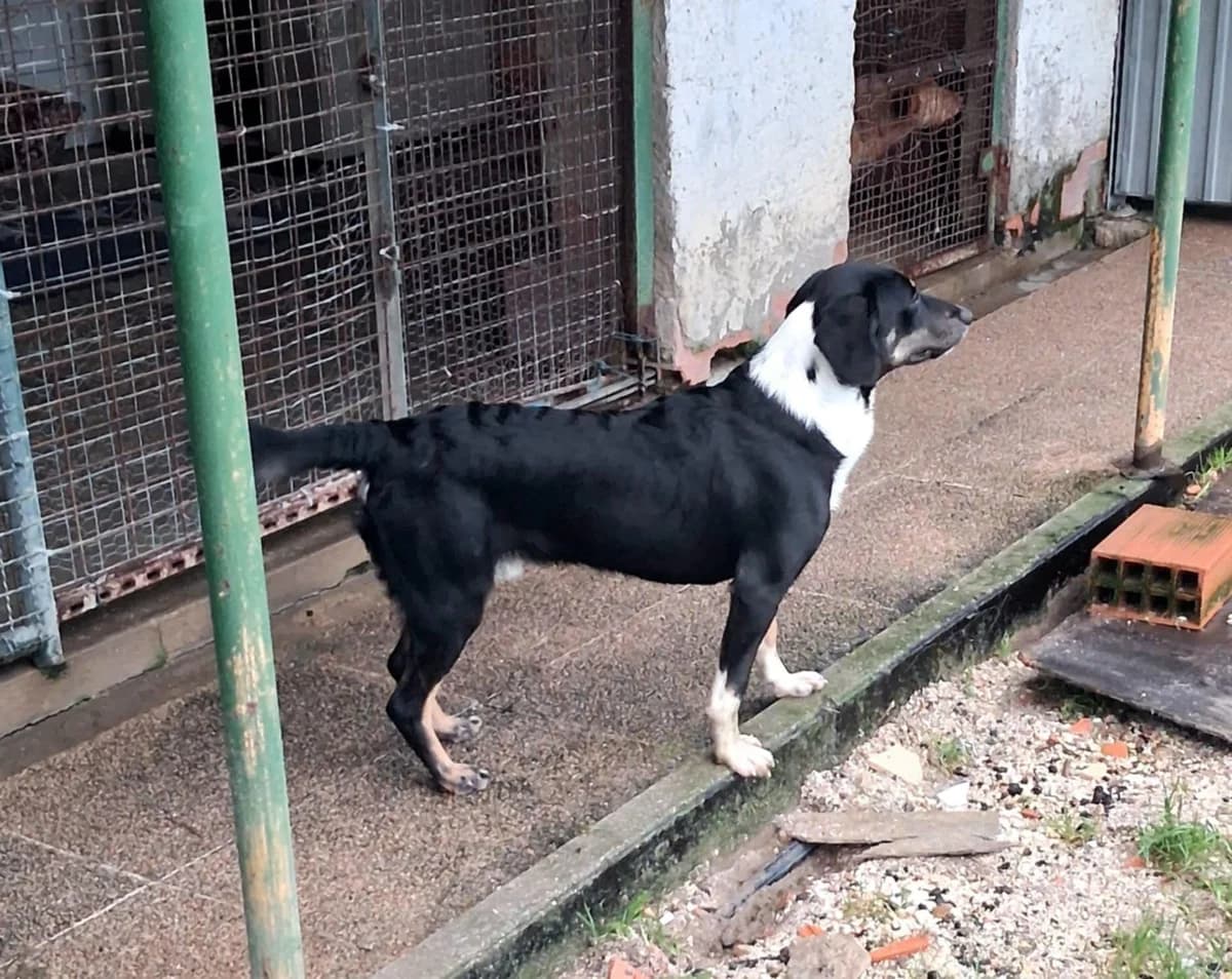 clyde, female Mixed Breed for adoption at HOPE 4 FRIENDS e.V. — photo 4 of 5