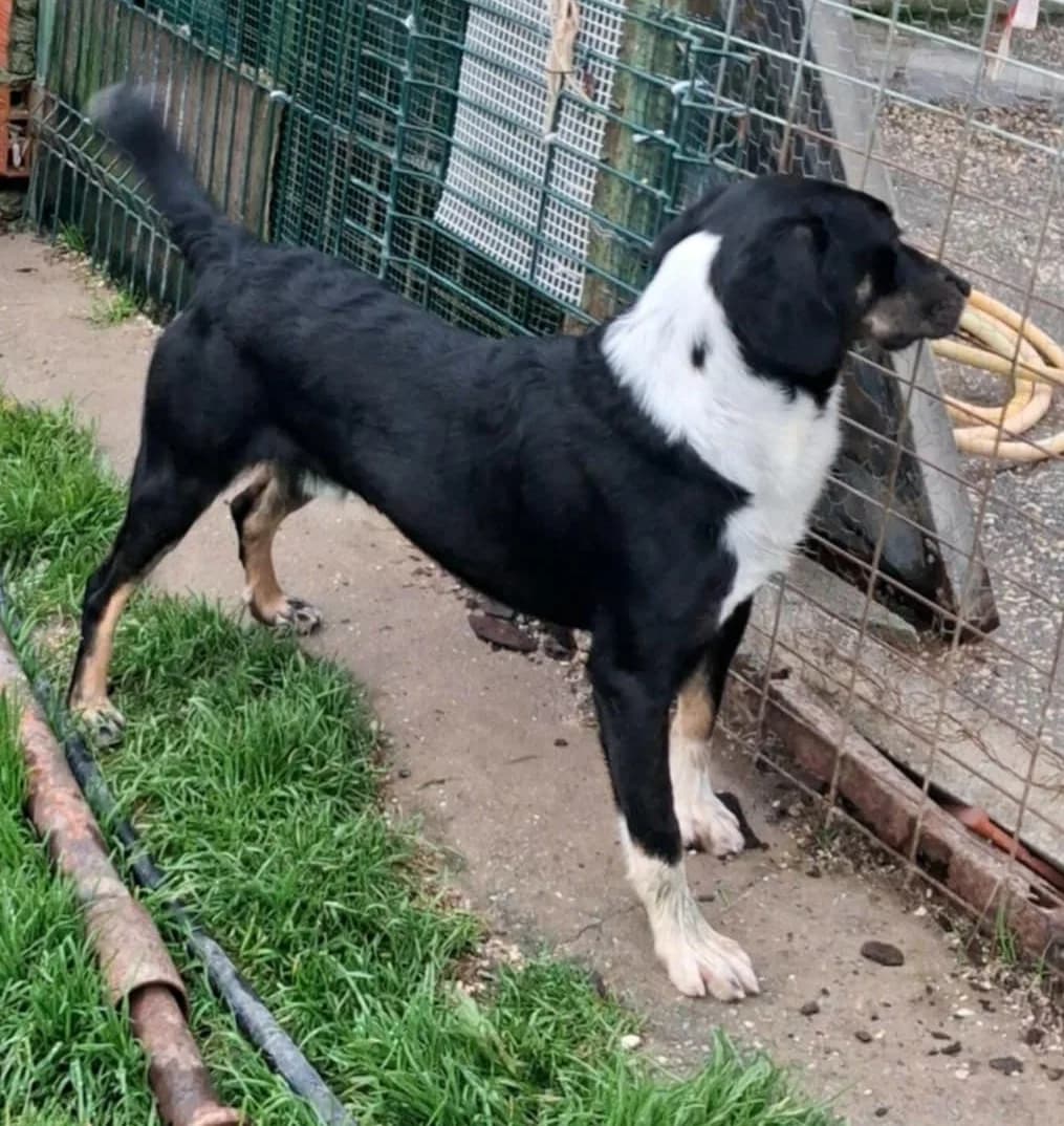 clyde, female Mixed Breed for adoption at HOPE 4 FRIENDS e.V. — photo 5 of 5