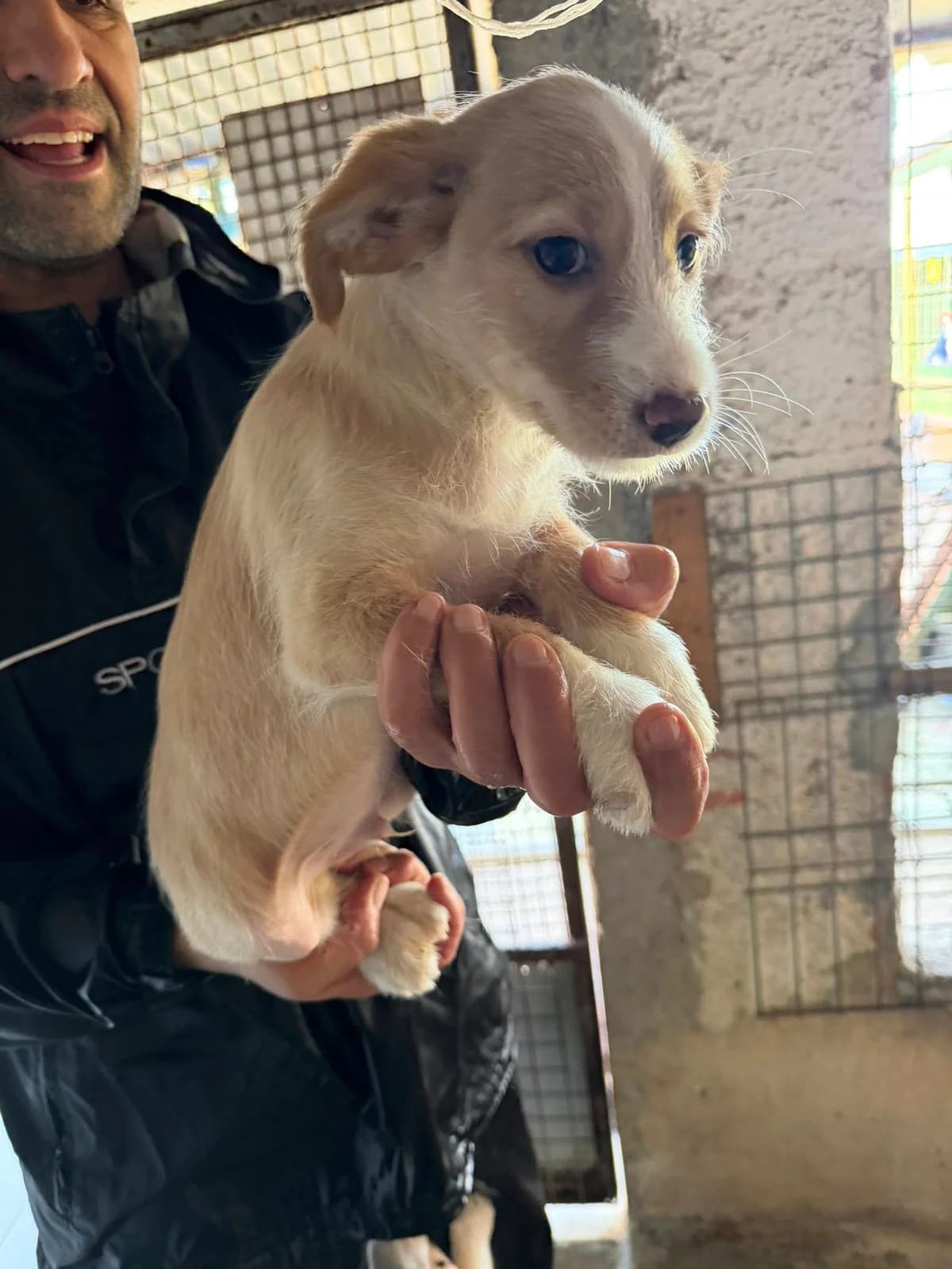 buzz,  Mixed Breed for adoption at HOPE 4 FRIENDS e.V. — photo 2 of 7