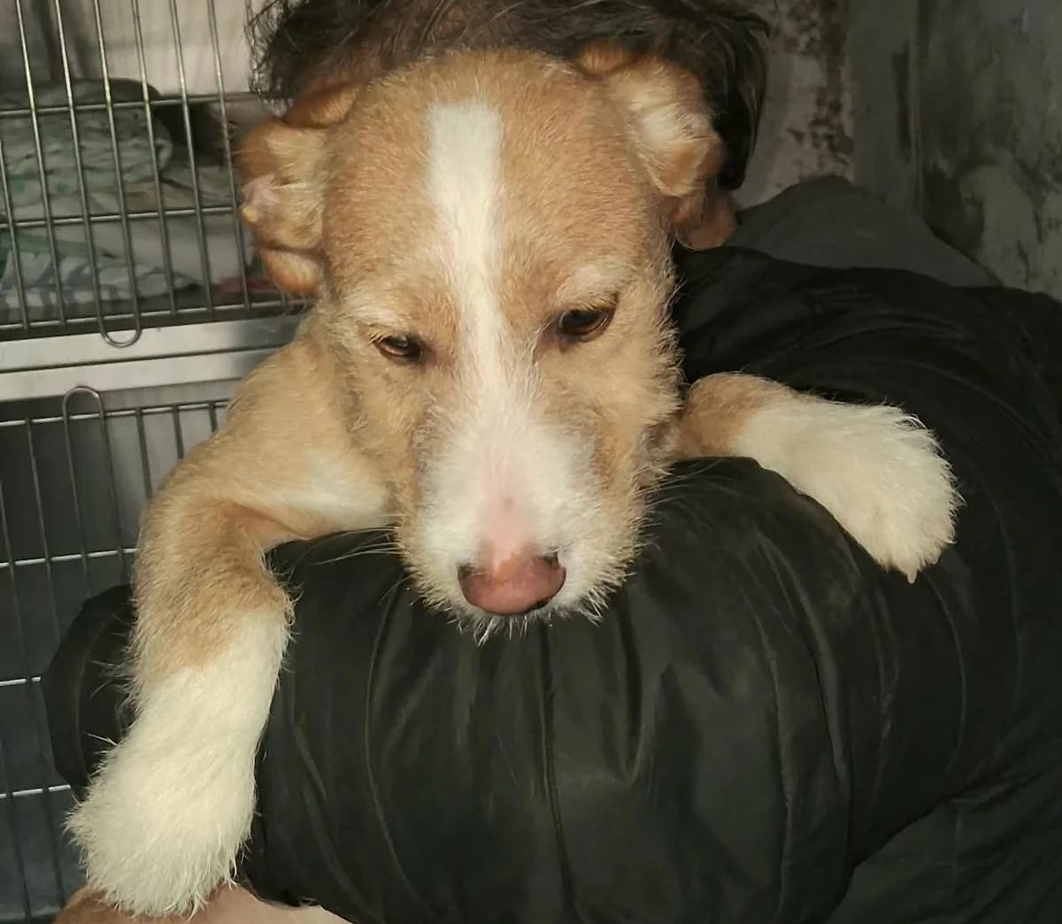 buzz,  Mixed Breed for adoption at HOPE 4 FRIENDS e.V. — photo 3 of 7