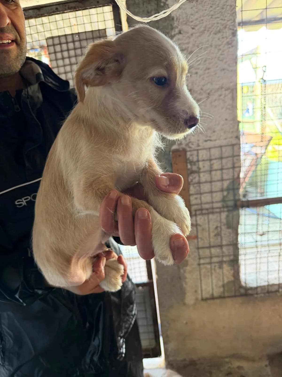 buzz,  Mixed Breed for adoption at HOPE 4 FRIENDS e.V. — photo 5 of 7