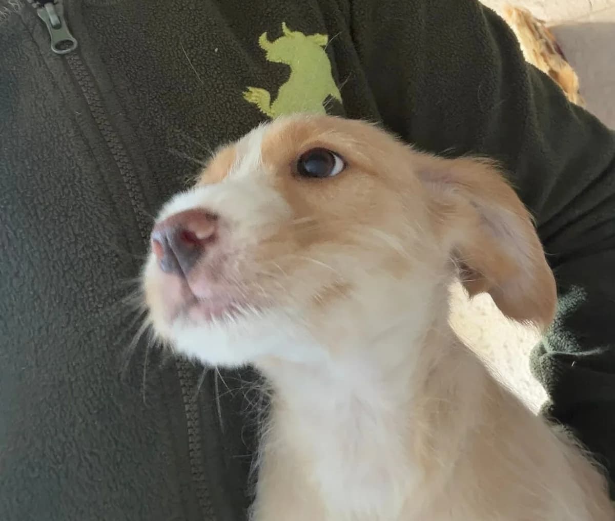 buzz,  Mixed Breed for adoption at HOPE 4 FRIENDS e.V. — photo 6 of 7