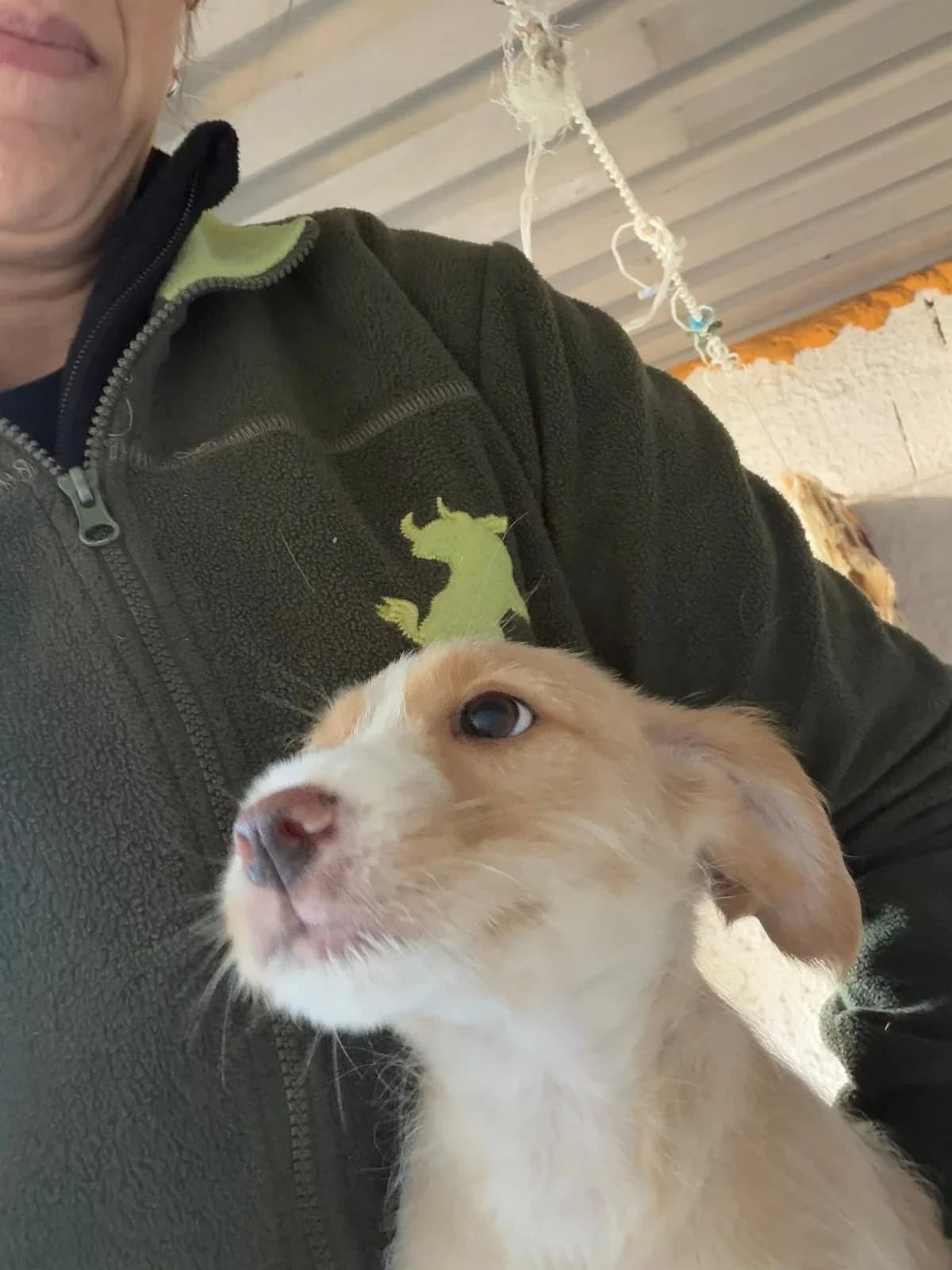 buzz,  Mixed Breed for adoption at HOPE 4 FRIENDS e.V. — photo 7 of 7