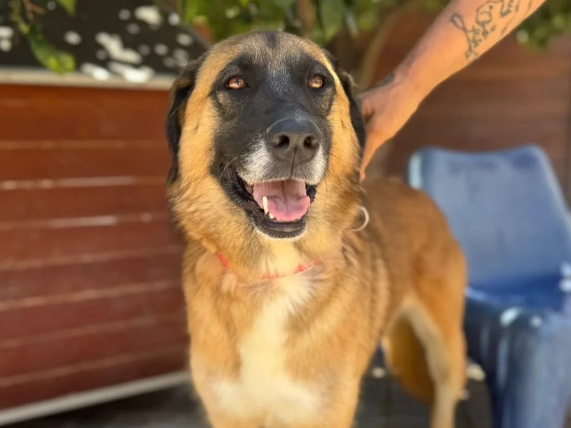 gina, female 4yo Mixed Breed for adoption at HOPE 4 FRIENDS e.V., Sulzfeld