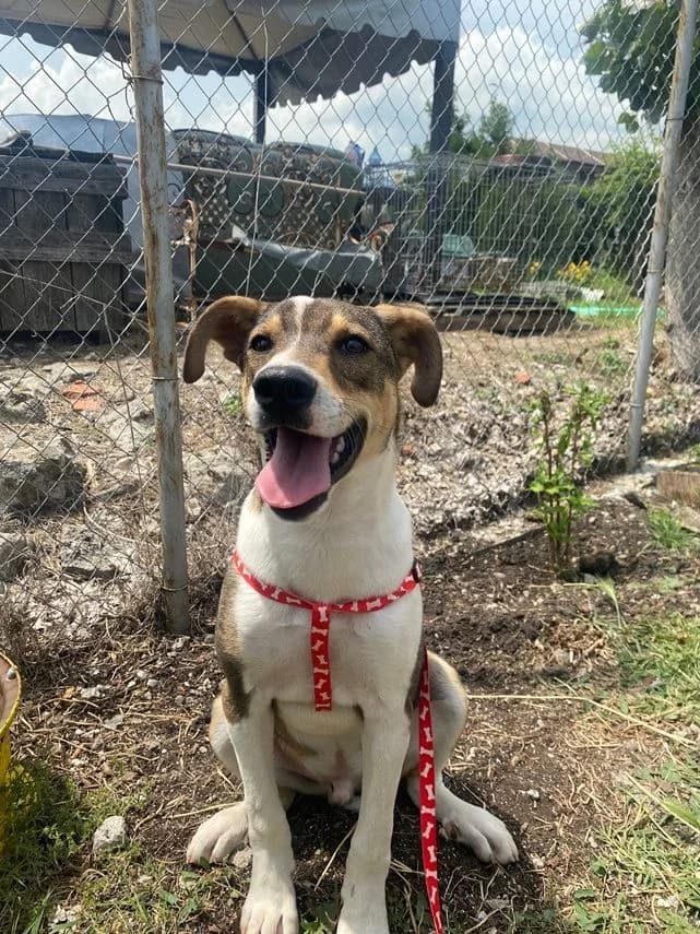 Malik,  Mixed Breed for adoption at hopehunter e.V.