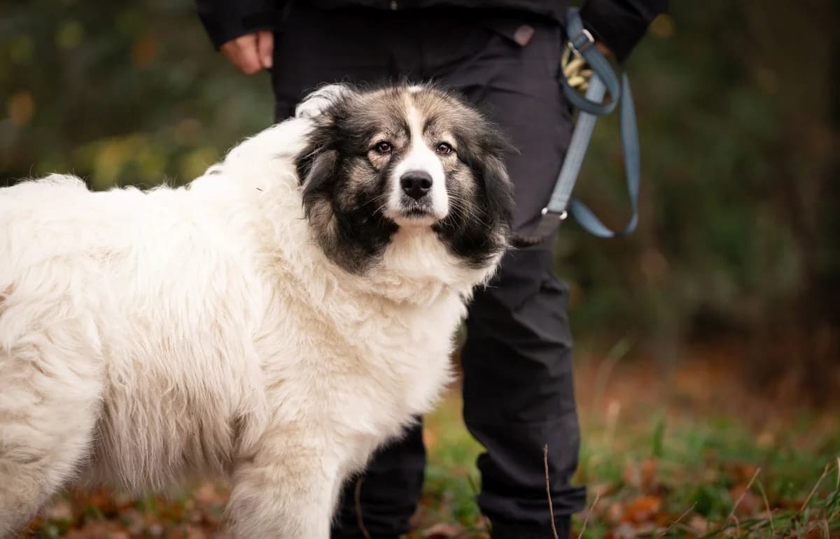 Maja, female senior mixed breed for adoption at Tierschutzverein Hortus Animalis, Freren