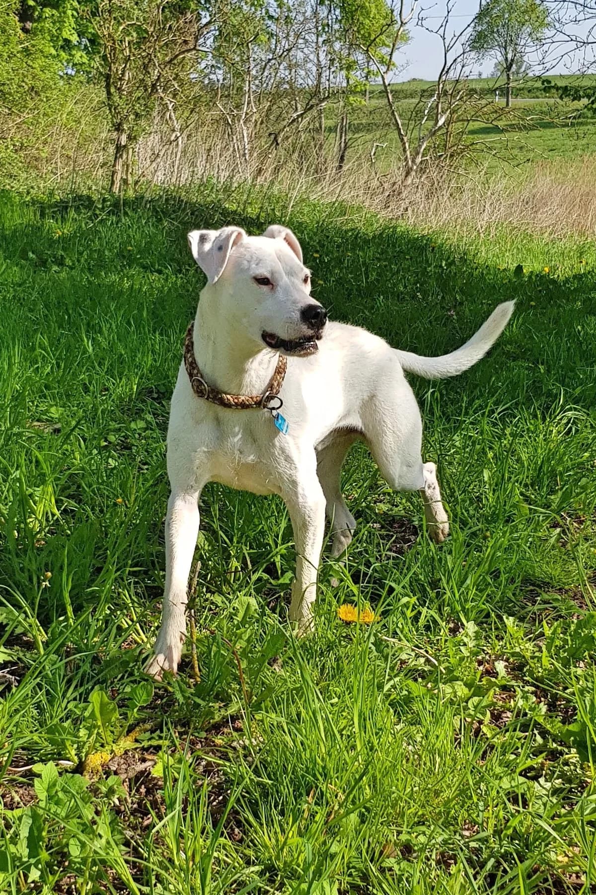 Paul i,  senior mixed breed for adoption at Hund-tut-gut e.V., Sehnde
