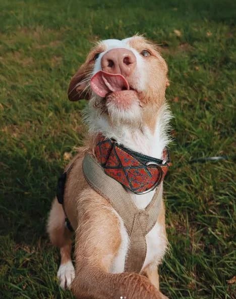 Henry,möchte nicht im Rudel leben, male 7yo Podenco for adoption at Hunde-Brücke e.V.