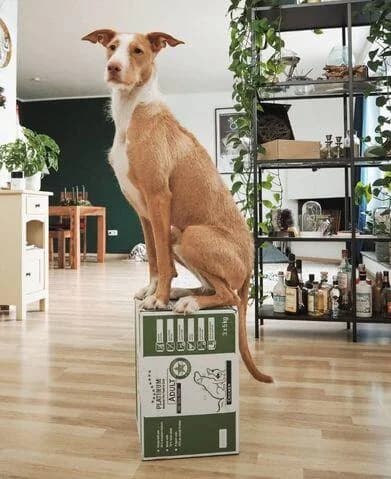 Henry, male 7yo Podenco for adoption at Hunde-Brücke e.V.
