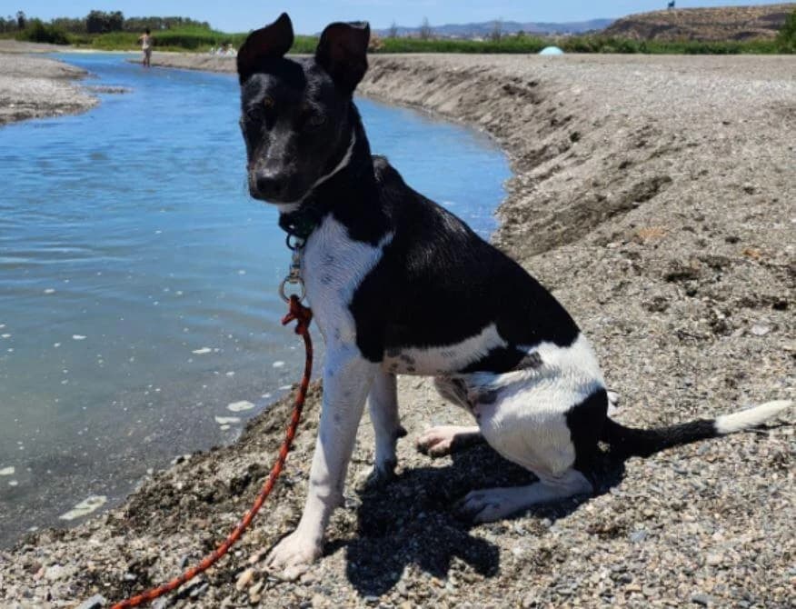 Mia, female puppy Mixed Breed for adoption at Hunde-Brücke e.V.
