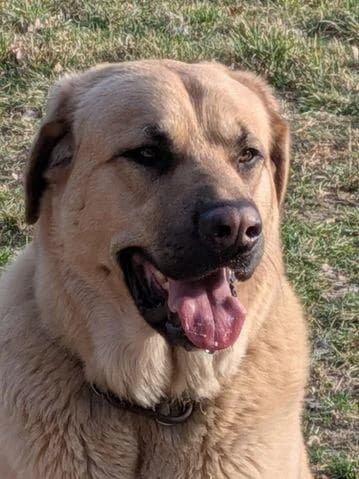 Schmusebär Milo, male young Mixed Breed for adoption at Hunde-Brücke e.V.