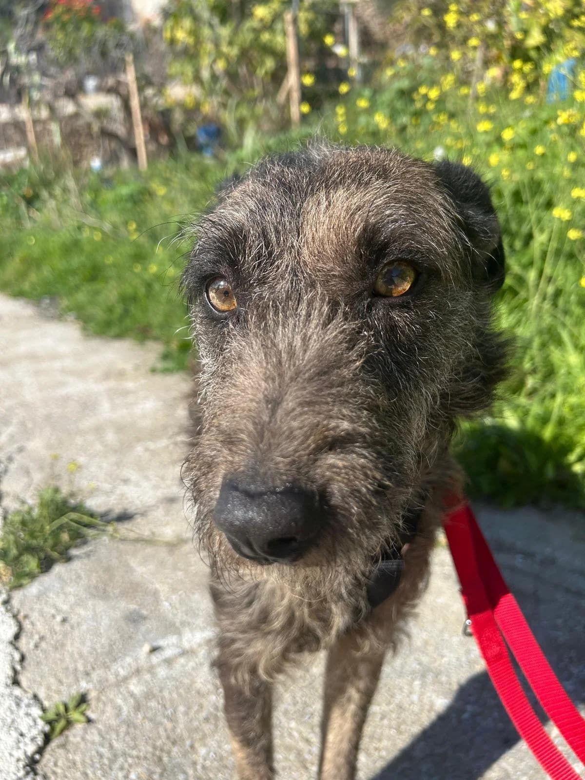 Curro, male 5yo Mixed Breed for adoption at Hunde-Brücke e.V.