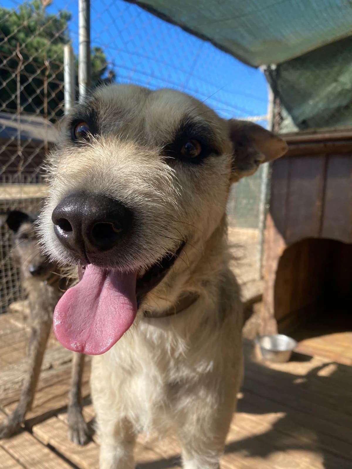 Rufus, male 5yo Mixed Breed for adoption at Hunde-Brücke e.V.