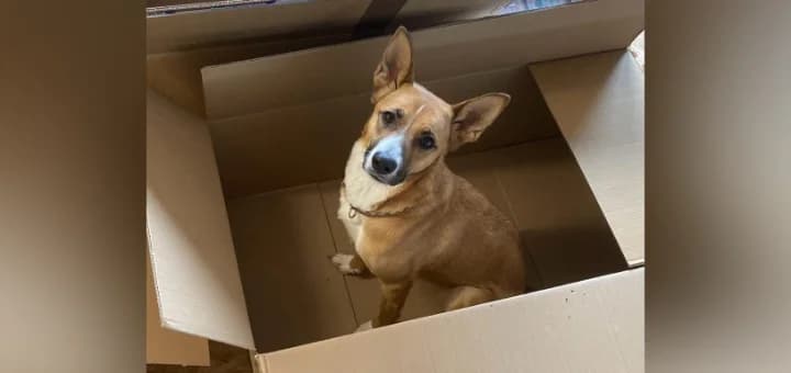 Inari möchte eine tolle Familie, female Mixed Breed for adoption at Hunde ohne Heimat e.V., Bedburg