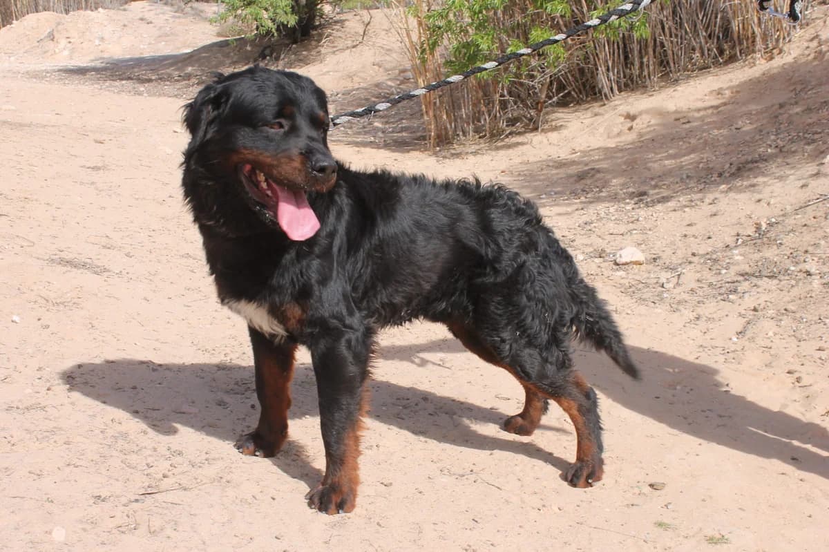 Bear, male Mixed Breed for adoption at Hunde ohne Heimat e.V., Bedburg