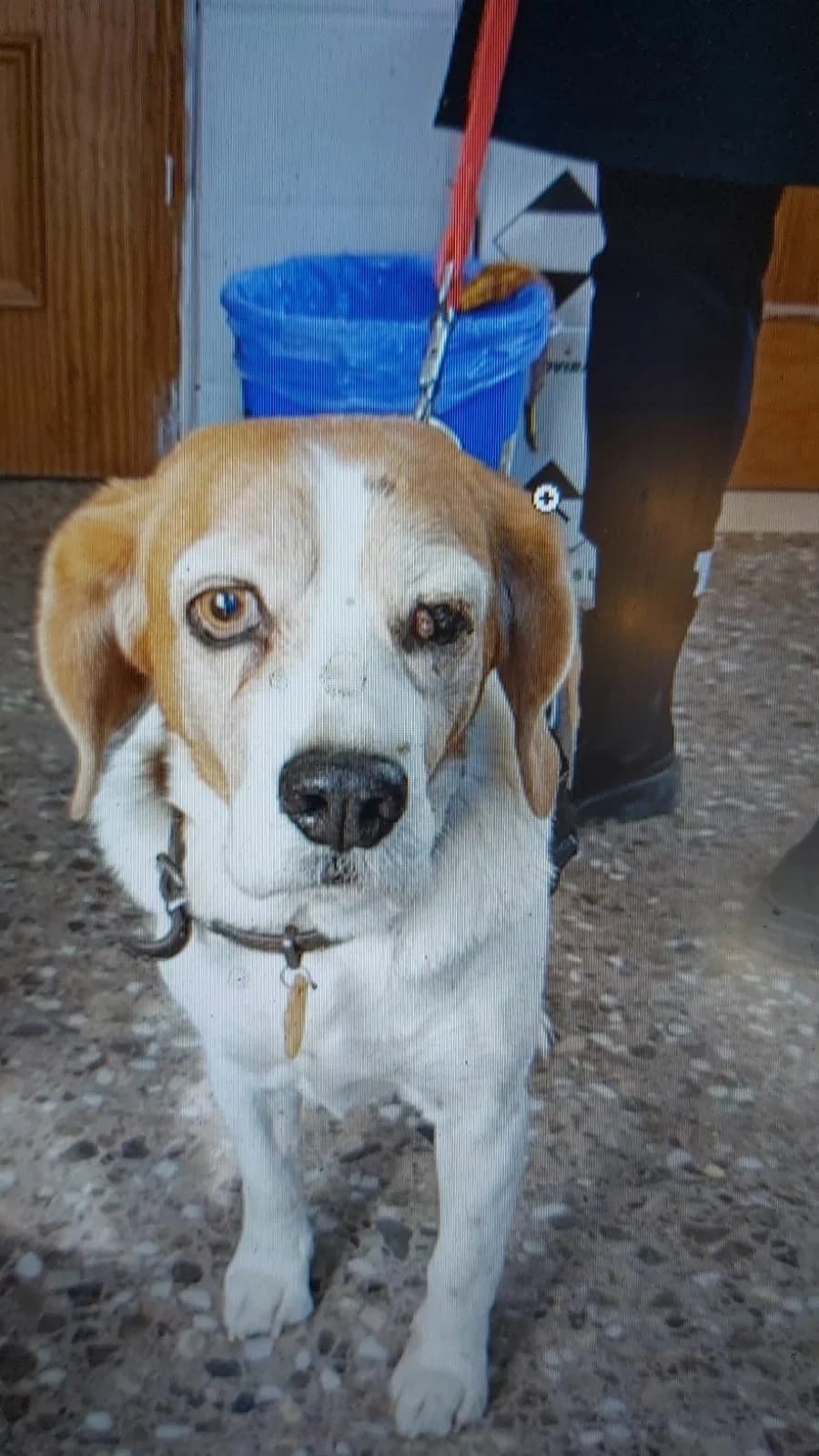Lora, female Mixed Breed for adoption at Hunde ohne Heimat e.V., Bedburg