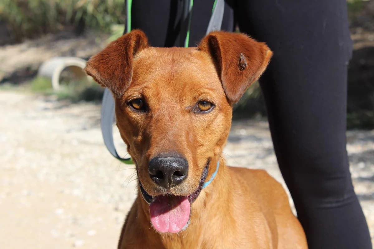 Teo, male Mixed Breed for adoption at Hunde ohne Heimat e.V., Bedburg
