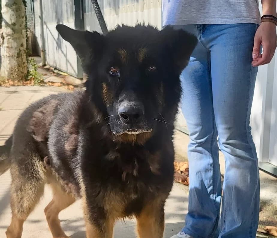 Negro – Vermittlungshilfe, schwarz male senior Mixed Breed for adoption at Hunde ohne Heimat e.V., Bedburg