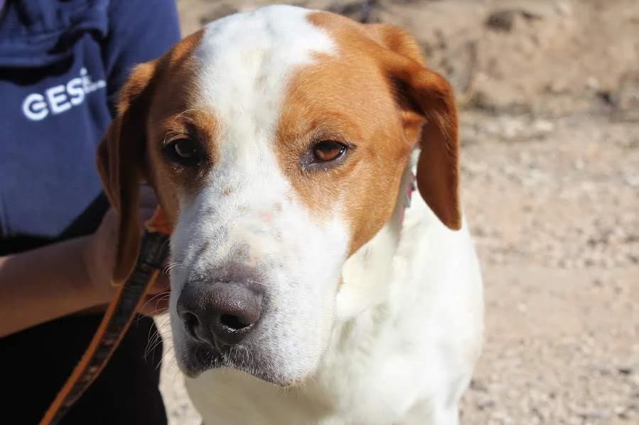 Rocco, male young Mixed Breed for adoption at Hunde ohne Heimat e.V., Bedburg