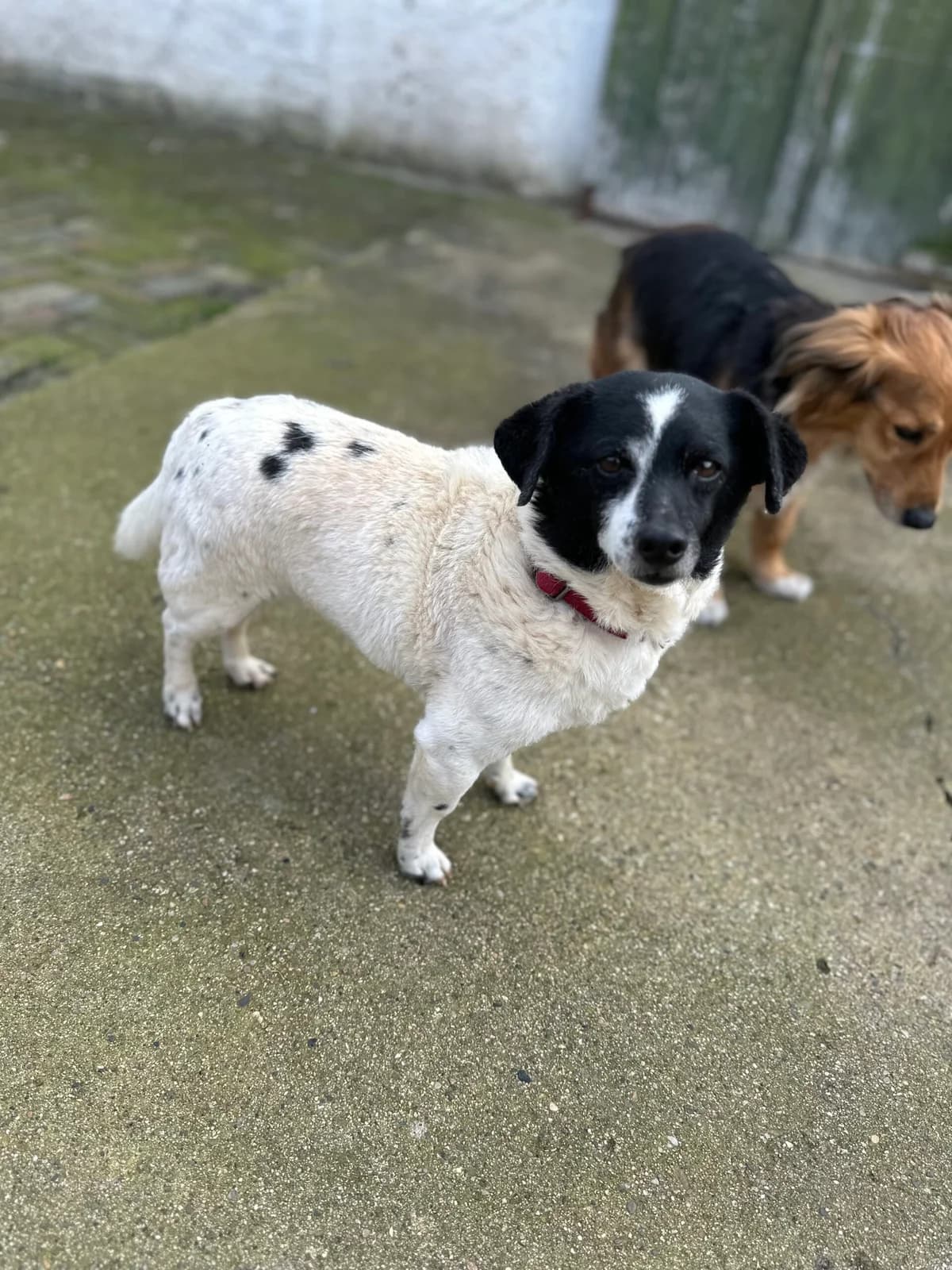 Stanley, male senior Mixed Breed for adoption at Hunde ohne Heimat e.V., Bedburg