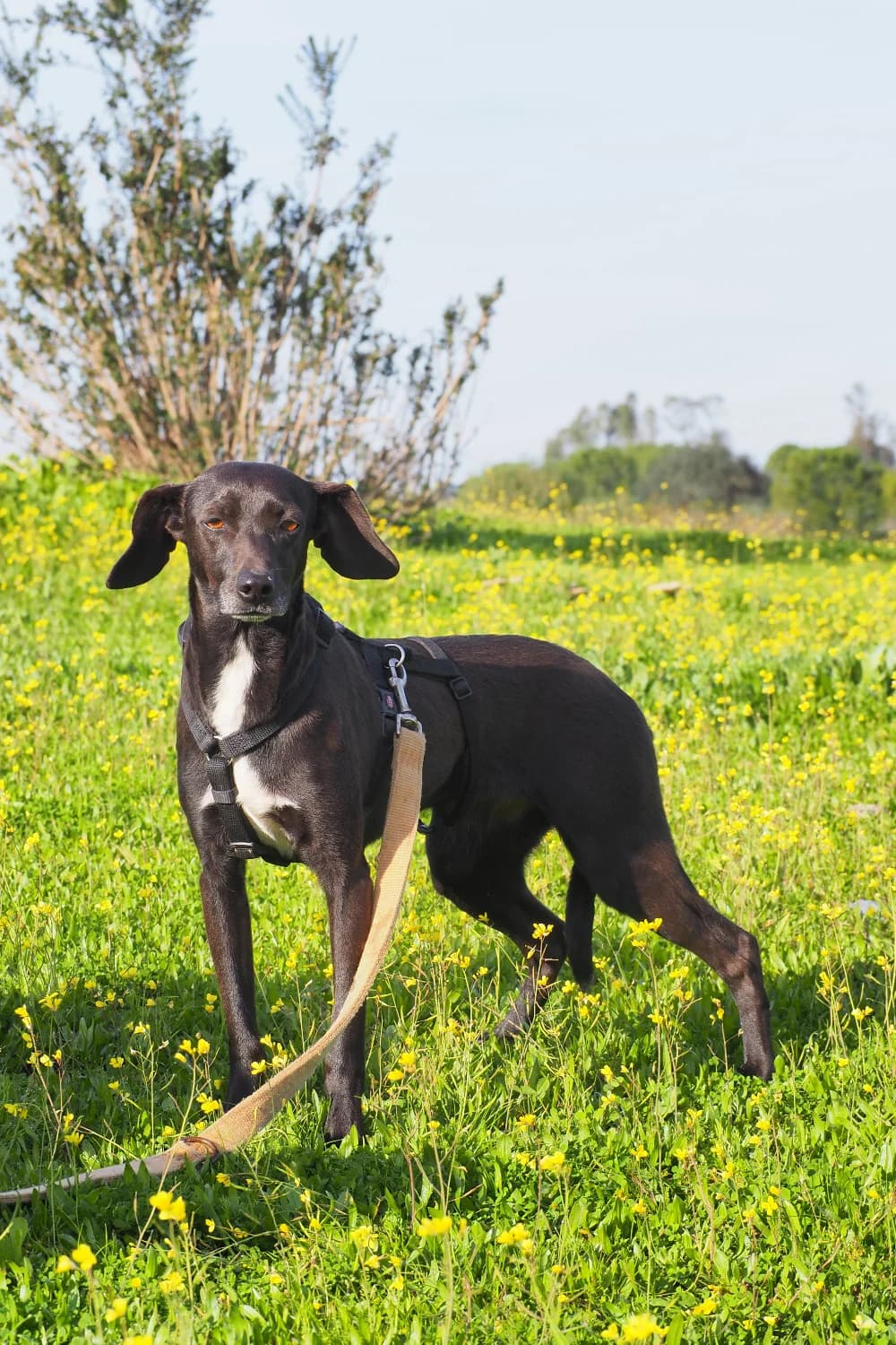 Linda, female senior Mixed Breed for adoption at Hunde ohne Heimat e.V., Bedburg