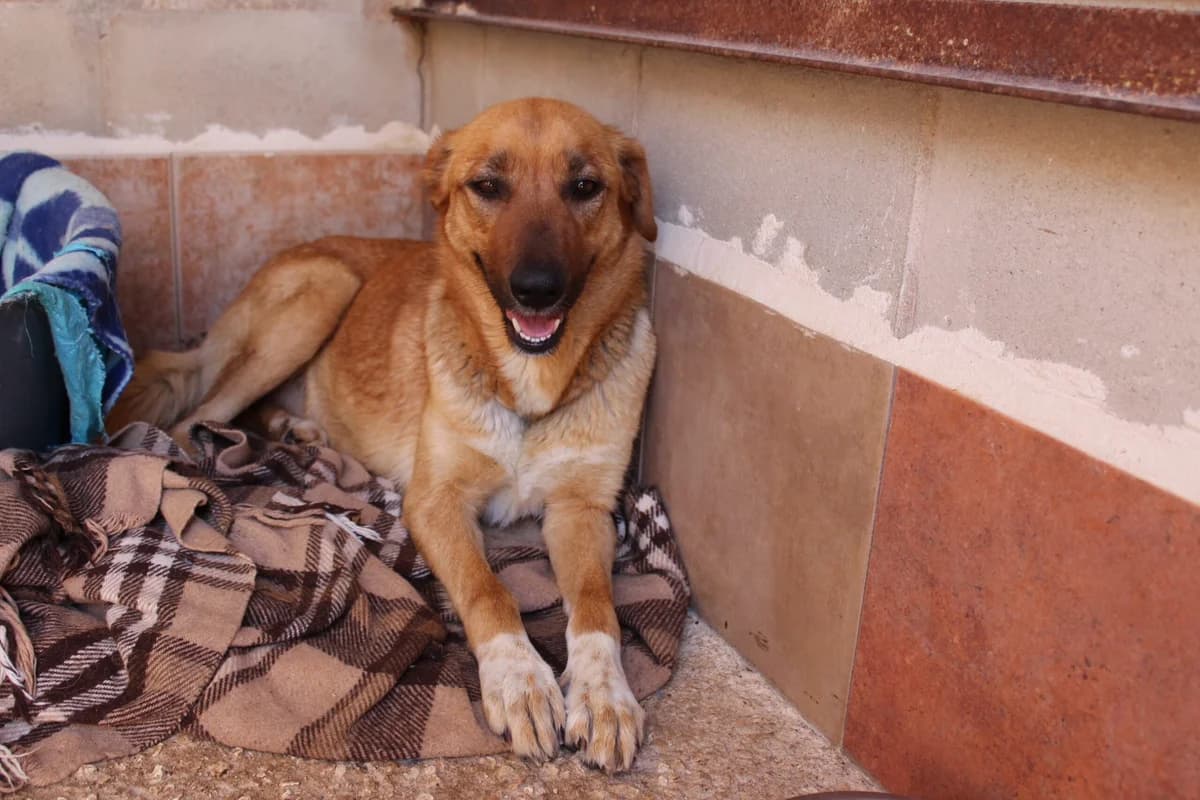 Madonna, female senior Mixed Breed for adoption at Hunde ohne Heimat e.V., Bedburg