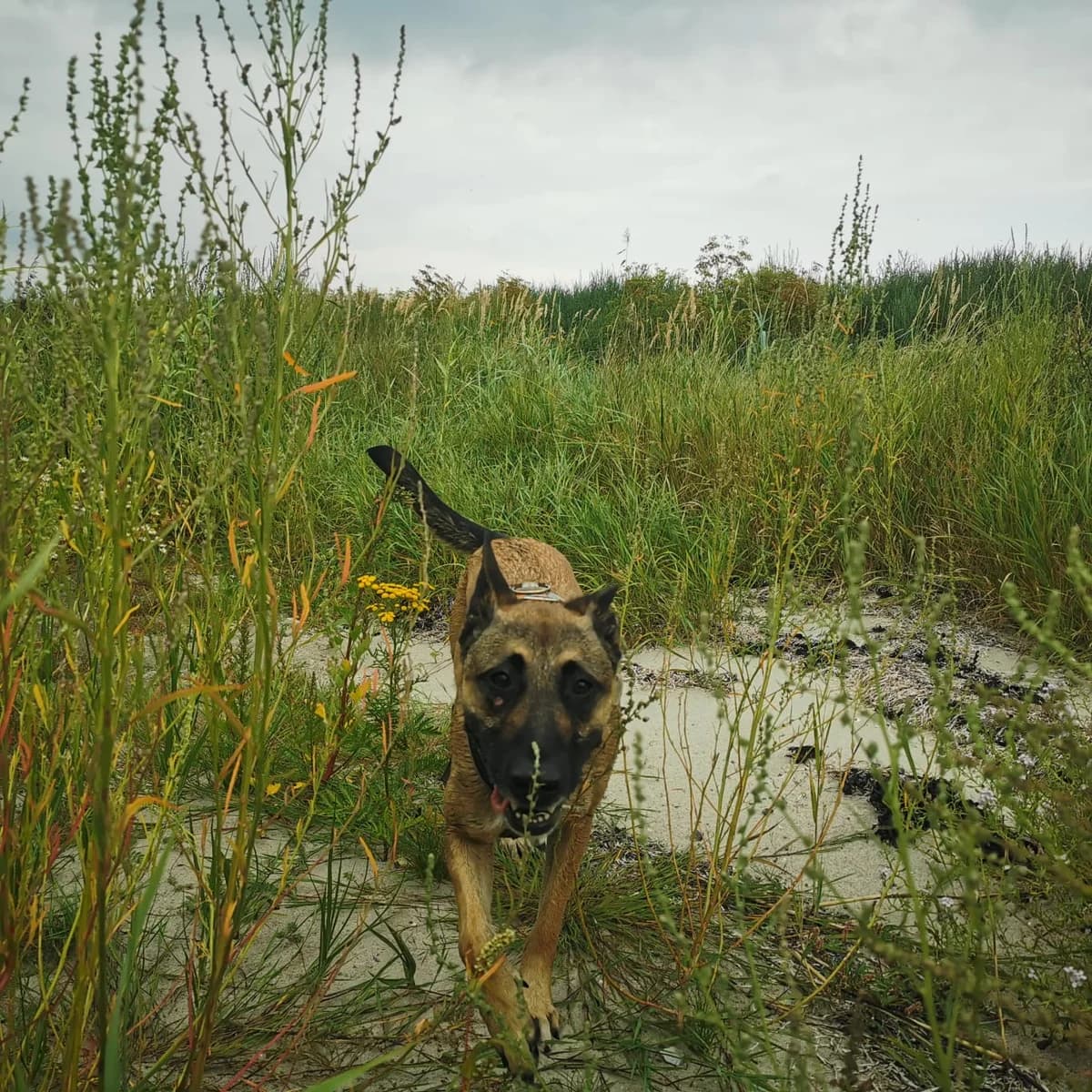 June – Vermittlungshilfe, female Mixed Breed for adoption at Hunde ohne Heimat e.V., Bedburg