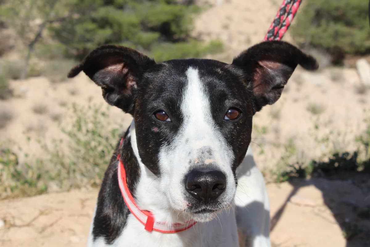 Marta, female Mixed Breed for adoption at Hunde ohne Heimat e.V., Bedburg