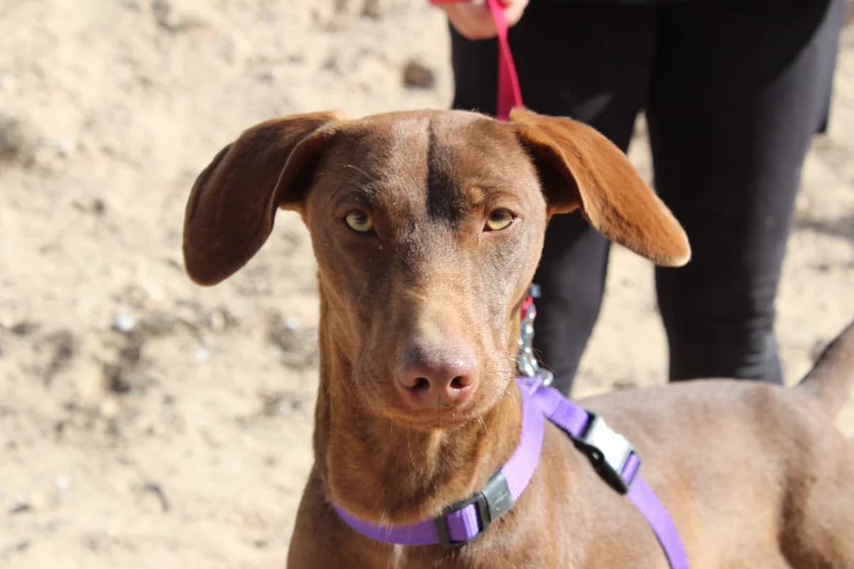 Nando, male Mixed Breed for adoption at Hunde ohne Heimat e.V., Bedburg