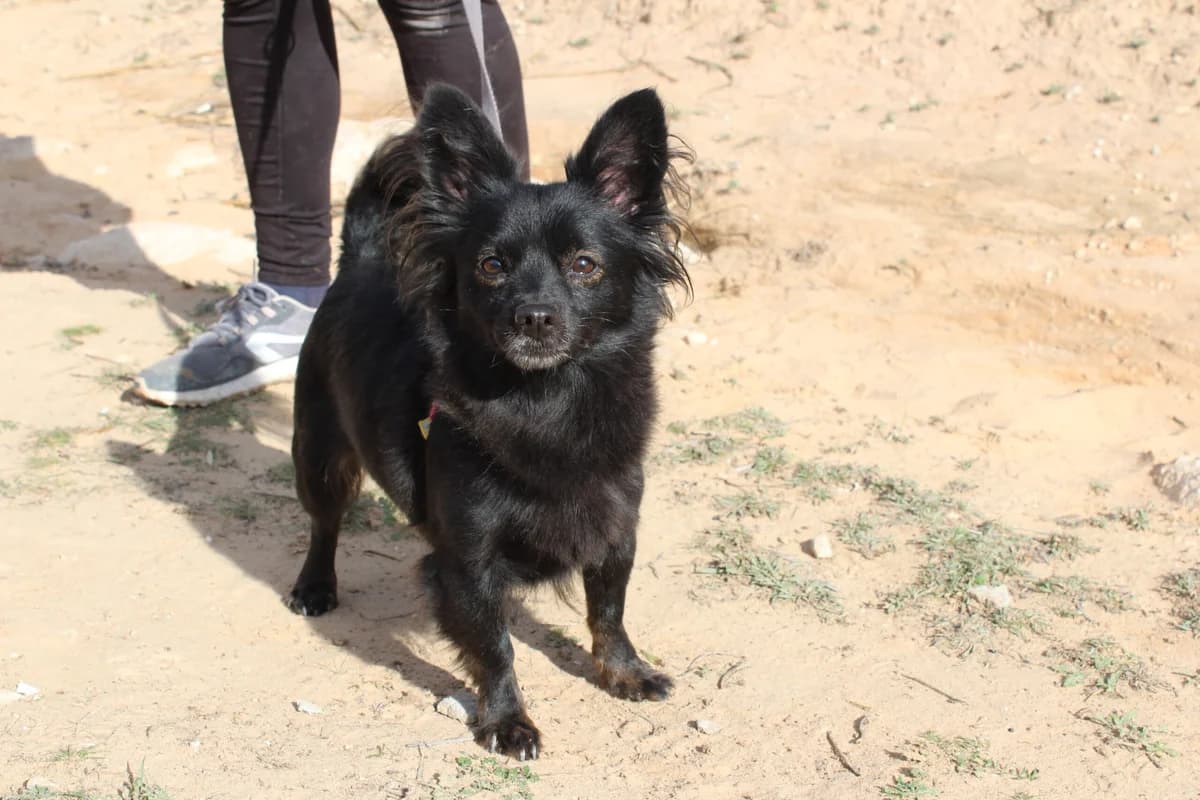 Maja, Mixed Breed (Hunde ohne Heimat e.V.)