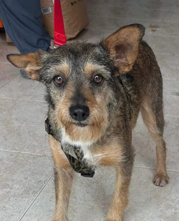 Terry, Mixed Breed (Hunde ohne Heimat e.V.)