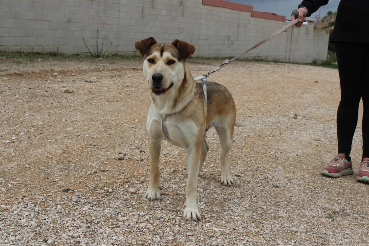 Flor, female puppy Mixed Breed for adoption at Hunde ohne Heimat e.V., Bedburg