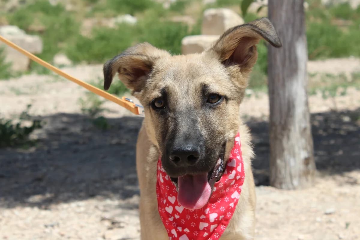 Silver,  puppy Mixed Breed for adoption at Hunde ohne Heimat e.V., Bedburg