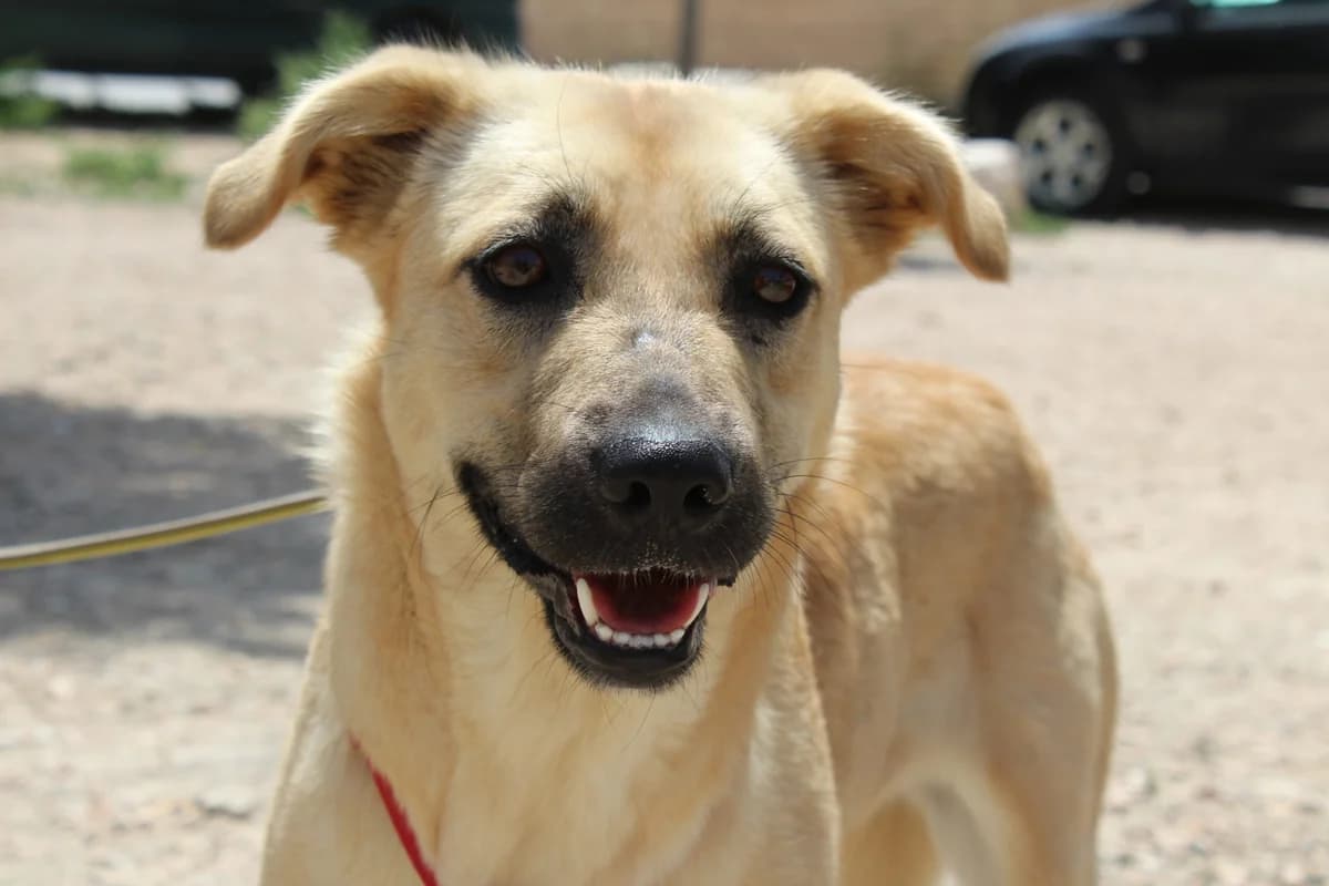 Sally, female puppy Mixed Breed for adoption at Hunde ohne Heimat e.V., Bedburg